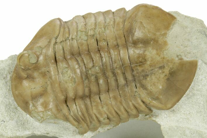 Bargain, Asaphus Kotlukovi Trilobite Fossil - Russia #363113